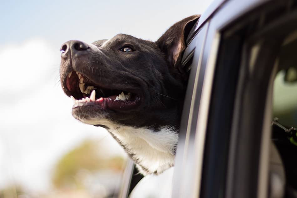 how do you get dog slobber out of car upholstery