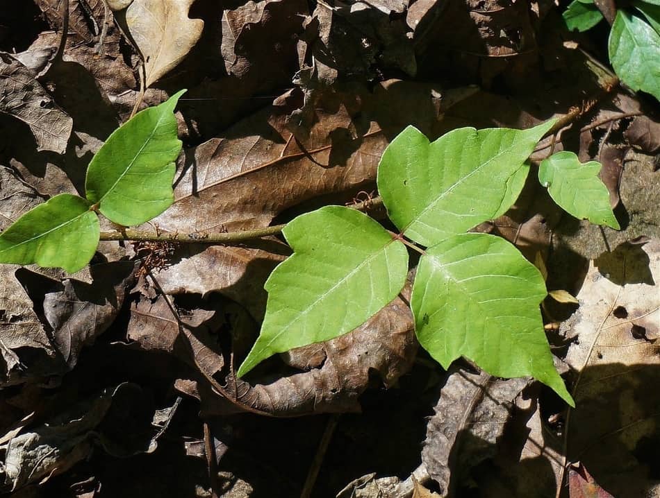 4 Effective Hacks For Removing Poison Ivy Oil From Leather Favoredleather