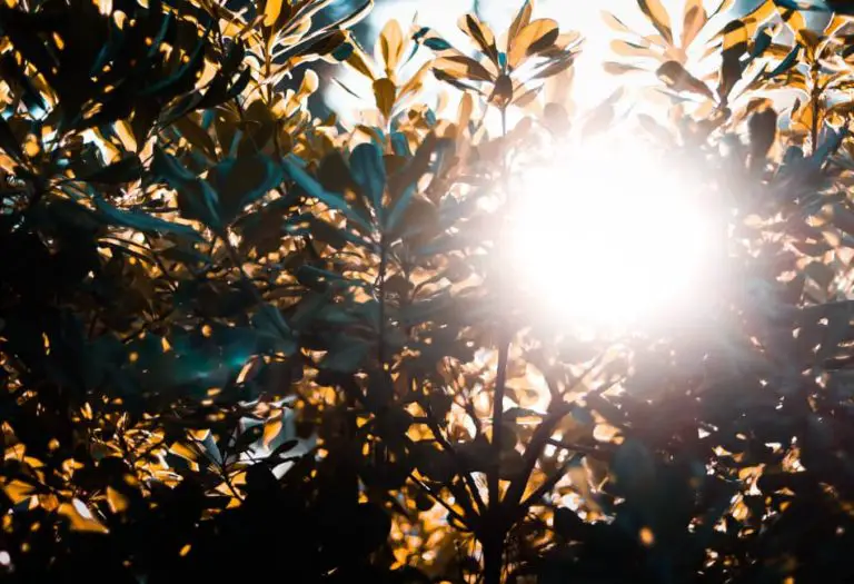 7 Ways Sunlight Affects Leather (Tips On Prevention & Fix) FavoredLeather