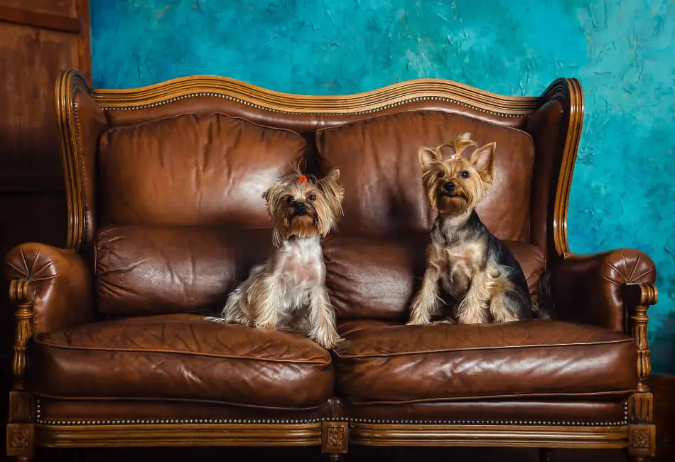 5 Kinds Of Leather That “DO NOT” Peel (Plus Those That Do!) FavoredLeather