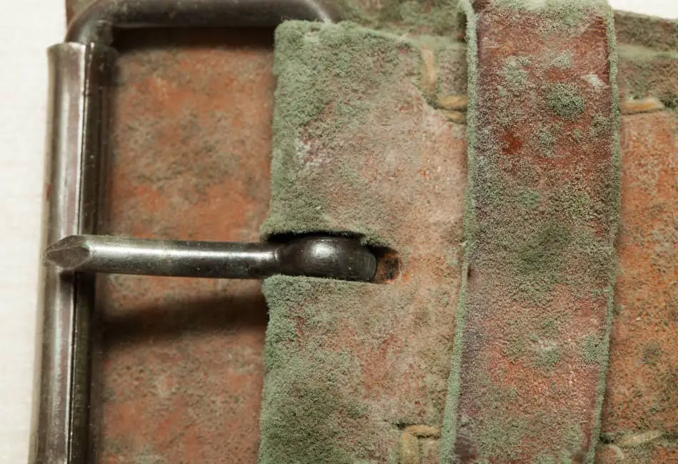 Will Saddle Soap Kill Mold On Leather? (Best Mold Killers) FavoredLeather