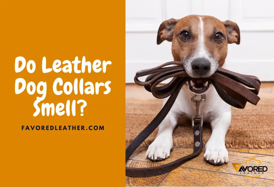 how do you deodorize a dog collar