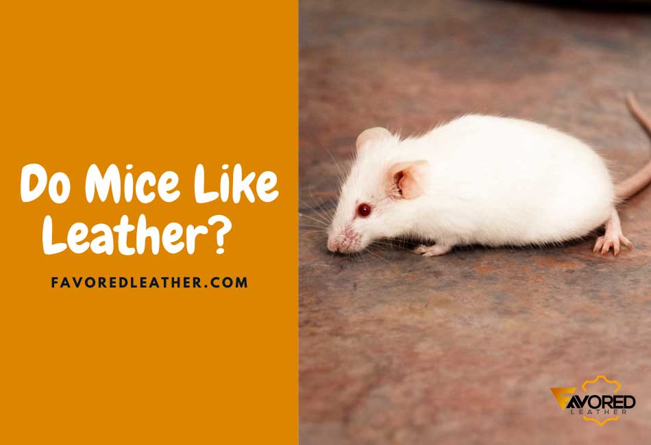 Do Mice Like Leather? The Surprising Answer FavoredLeather
